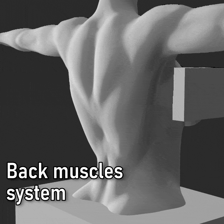 Back muscles system